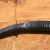 095 Reptilia Squamata Elapidae Serpent 19 Cobra Naja melanoleuca 8EIMG_16582WTMK.JPG