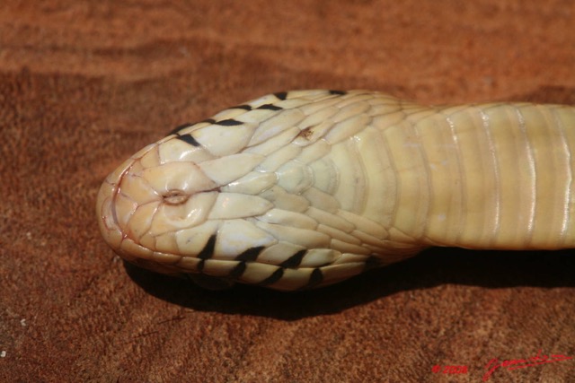 096 Reptilia Squamata Elapidae Serpent 19 Cobra Naja melanoleuca 8EIMG_16583WTMK.JPG