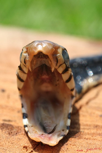 098 Reptilia Squamata Elapidae Serpent 19 Cobra Naja melanoleuca 8EIMG_16607WTMK.JPG