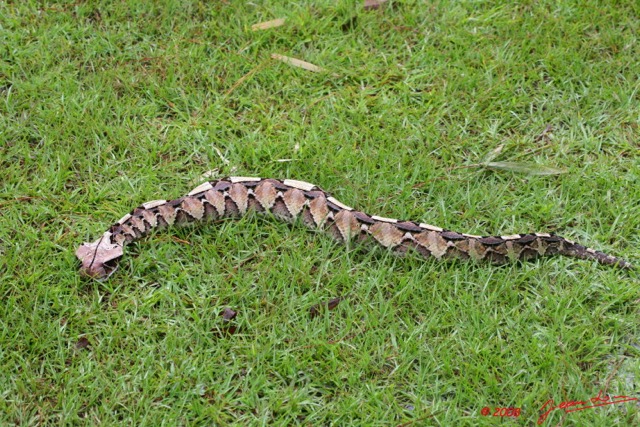 001 Reptilia Squamata Viperidae Serpent 21 Vipere du Gabon Bitis gabonica 8EIMG_16622WTMK.jpg