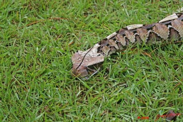 002 Reptilia Squamata Viperidae Serpent 21 Vipere du Gabon Bitis gabonica 8EIMG_16623WTMK.JPG