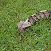 002 Reptilia Squamata Viperidae Serpent 21 Vipere du Gabon Bitis gabonica 8EIMG_16623WTMK.JPG