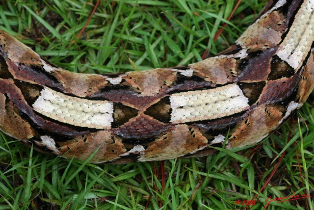 003 Reptilia Squamata Viperidae Serpent 21 Vipere du Gabon Bitis gabonica 8EIMG_16627WTMK.JPG