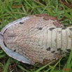 006 Reptilia Squamata Viperidae Serpent 21 Vipere du Gabon Bitis gabonica 8EIMG_16651WTMK.JPG