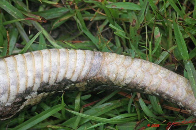 007 Reptilia Squamata Viperidae Serpent 21 Vipere du Gabon Bitis gabonica 8EIMG_16655WTMK.JPG