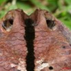 018 Reptilia Squamata Viperidae Serpent 21 Vipere du Gabon Bitis gabonica 8EIMG_16775WTMK.JPG