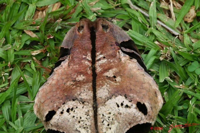 019 Reptilia Squamata Viperidae Serpent 21 Vipere du Gabon Bitis gabonica 8EIMG_16777WTMK.JPG