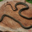 026 Reptilia Squamata Colubridae Serpent 23 Dasypeltis confusa 8EIMG_17762WTMK.JPG