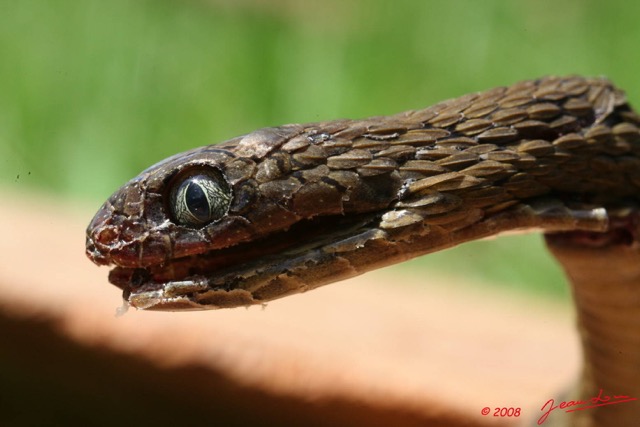 031 Reptilia Squamata Colubridae Serpent 23 Dasypeltis confusa 8EIMG_17788WTMK.JPG