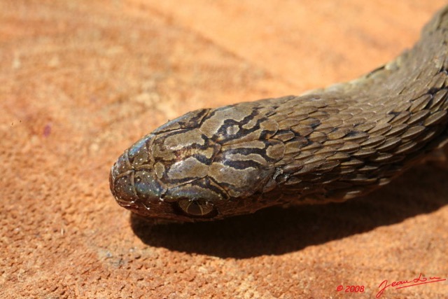 033 Reptilia Squamata Colubridae Serpent 23 Dasypeltis confusa 8EIMG_17781WTMK.JPG