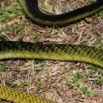 036 Reptilia Squamata Elapidae Serpent 24 Mamba Vert Dendroaspis jamesoni 8EIMG_18038WTMK.JPG