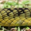 046 Reptilia Squamata Elapidae Serpent 24 Mamba Vert Dendroaspis jamesoni 8EIMG_18071WTMK.JPG