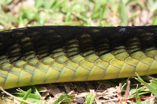 047 Reptilia Squamata Elapidae Serpent 24 Mamba Vert Dendroaspis jamesoni 8EIMG_18073WTMK.JPG