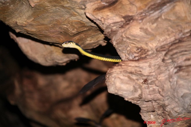 055 Grotte LIHOUMA 2 Tunnel avec Serpent (Boiga) Toxicodryas blandingii  8EIMG_18980WTMK.JPG