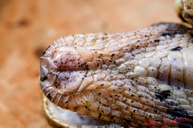 065 Reptilia Squamata Viperidae Serpent 27 Vipere du Gabon Bitis gabonica 8EIMG_25544wtmk.jpg