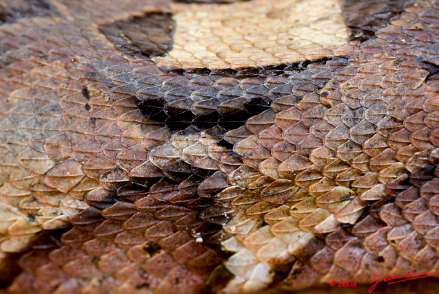 067 Reptilia Squamata Viperidae Serpent 27 Vipere du Gabon Bitis gabonica 8EIMG_25559wtmk.jpg