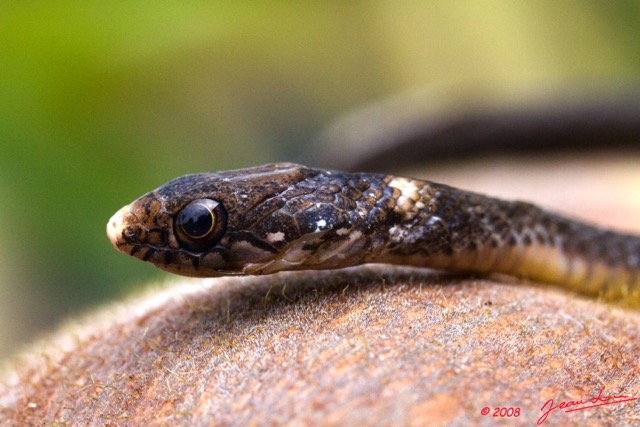 075 Reptilia Squamata Colubridae Serpent  28 Natriciteres fuliginoides 8E2IMG_30065wtmk.jpg