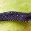 076 Reptilia Squamata Colubridae Serpent  28 Natriciteres fuliginoides 8E2IMG_30067wtmk.jpg