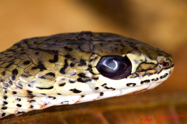 080 Reptilia Squamata Colubridae Serpent 29 Psammophis phillipsii 8E50IMG_30310wtmk.jpg