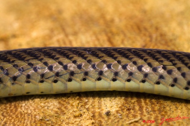 081 Reptilia Squamata Colubridae Serpent 29 Psammophis phillipsii 8E50IMG_30301wtmk.jpg