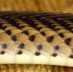 082 Reptilia Squamata Colubridae Serpent 29 Psammophis phillipsii 8E50IMG_30305wtmk.jpg