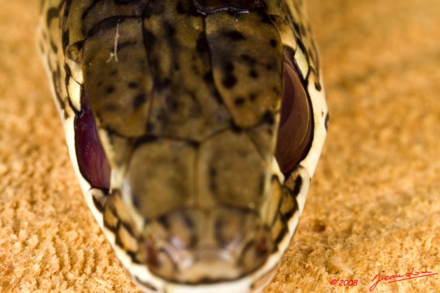 084 Reptilia Squamata Colubridae Serpent 29 Psammophis phillipsii 8E50IMG_30319wtmk.jpg