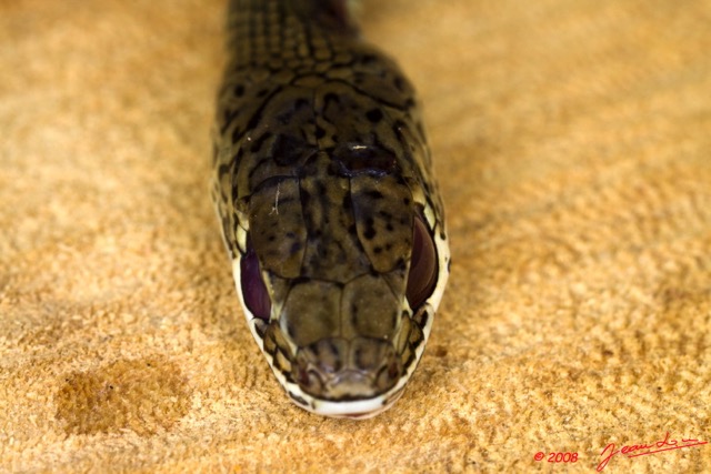 085 Reptilia Squamata Colubridae Serpent 29 Psammophis phillipsii 8E50IMG_30322wtmk.jpg