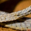 087 Reptilia Squamata Colubridae Serpent 29 Psammophis phillipsii 9E50IMG_30415wtmk.jpg