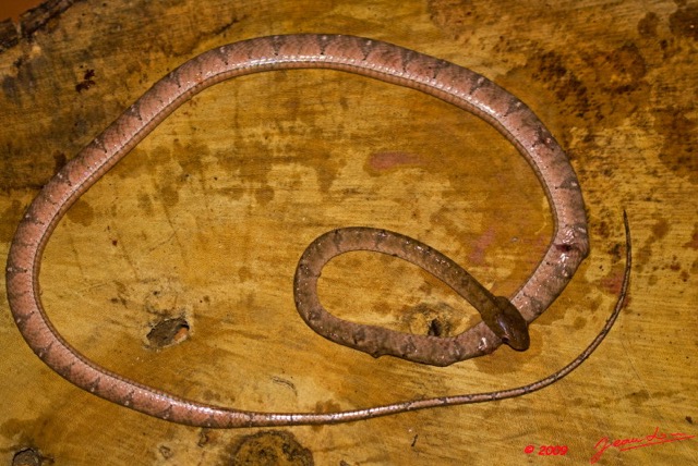 096 Reptilia Squamata Colubridae (Boiga) Toxicodryas pulverulenta Serpent 31 9E50IMG_31018wtmk.jpg