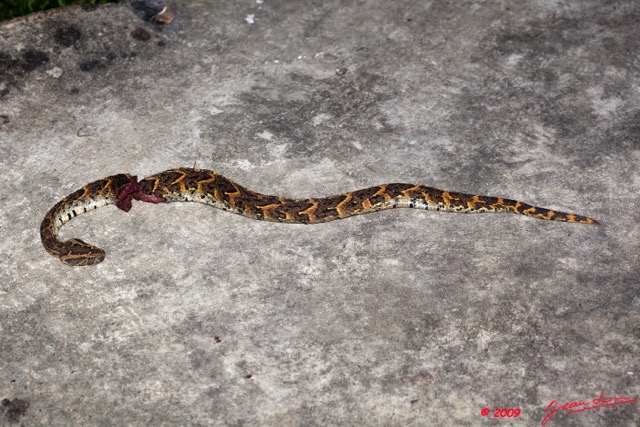 001 Reptilia Squamata Viperidae Serpent 32 Bitis arietans 9E5KIMG_50630wtmk.jpg