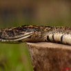 002 Reptilia Squamata Viperidae Serpent 32 Bitis arietans 9E5KIMG_50622wtmk.jpg
