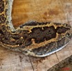 009 Reptilia Squamata Viperidae Serpent 32 Bitis arietans 9E5KIMG_50613wtmk.jpg