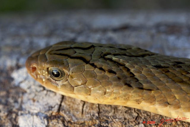 015 Reptilia Squamata Viperidae Serpent 33 Causus maculatus 9E5K2IMG_52914wtmk.jpg