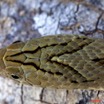 017 Reptilia Squamata Viperidae Serpent 33 Causus maculatus 9E5K2IMG_52925wtmk.jpg