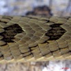 018 Reptilia Squamata Viperidae Serpent 33 Causus maculatus 9E5K2IMG_52935wtmk.jpg