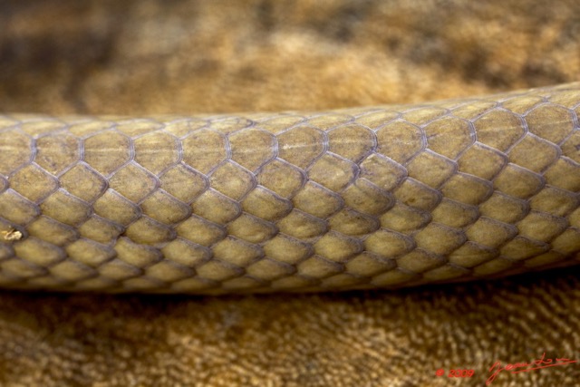 025 Reptilia Squamata Colubridae Serpent 34 Hormonotus modestus 9E5K2IMG_53153wtmk.jpg