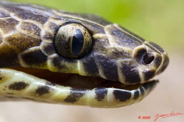 030 Reptilia Squamata Colubridae Serpent 34 Hormonotus modestus 9E5K2IMG_53186wtmk.jpg