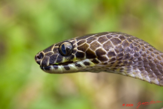 031 Reptilia Squamata Colubridae Serpent 34 Hormonotus modestus 9E5K2IMG_53203wtmk.jpg