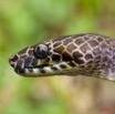031 Reptilia Squamata Colubridae Serpent 34 Hormonotus modestus 9E5K2IMG_53203wtmk.jpg