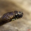 033 Reptilia Squamata Colubridae Serpent 34 Hormonotus modestus 9E5K2IMG_53222wtmk.jpg