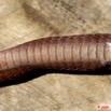 039 Reptilia Squamata Colubridae Serpent 35 (Boiga) Toxicodryas blandingii 9E5K2IMG_55243wtmk.jpg