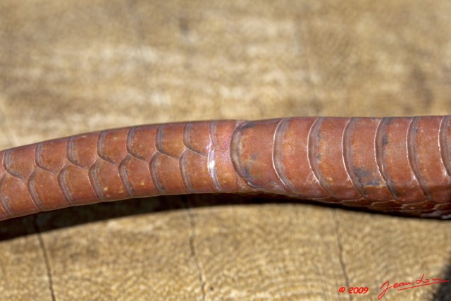 044 Reptilia Squamata Colubridae Serpent 35 (Boiga) Toxicodryas blandingii 9E5K2IMG_55256wtmk.jpg