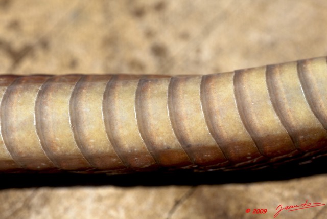 045 Reptilia Squamata Colubridae Serpent 35 (Boiga) Toxicodryas blandingii 9E5K2IMG_55258wtmk.jpg