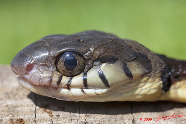 048 Reptilia Squamata Colubridae Serpent 35 (Boiga) Toxicodryas blandingii 9E5K2IMG_55264wtmk.jpg