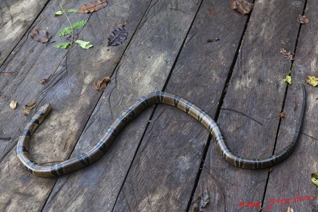 057 Reptilia Squamata Elapidae KONGOU 2 Serpent 39 Cobra (Naja) Boulengerina annulata 10E5K2IMG_60068wtmk.jpg