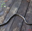057 Reptilia Squamata Elapidae KONGOU 2 Serpent 39 Cobra (Naja) Boulengerina annulata 10E5K2IMG_60068wtmk.jpg