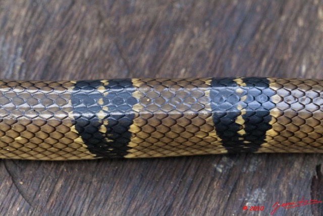 059 Reptilia Squamata Elapidae KONGOU 2 Serpent 39 Cobra (Naja) Boulengerina annulata 10E5K2IMG_60072wtmk.jpg