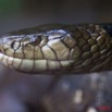 066 Reptilia Squamata Elapidae KONGOU 2 Serpent 39 Cobra (Naja) Boulengerina annulata 10E5K2IMG_60090wtmk.jpg