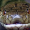 067 Reptilia Squamata Elapidae KONGOU 2 Serpent 39 Cobra (Naja) Boulengerina annulata 10E5K2IMG_60100wtmk.jpg