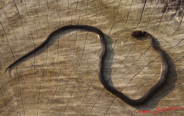 070 Reptilia Squamata Colubridae Natricteres fuliginoides Serpent 40 10E5K2IMG_60676wtmk.jpg
